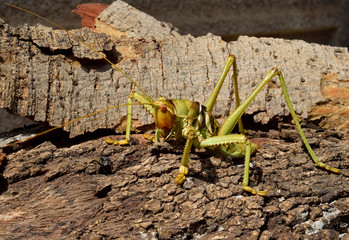 Saga (bush cricket or katydid), Saga ephippigera syriaca (Orthoptera: Tettigoniidae)
