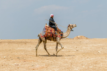 Giza, Egypt - April 19, 2019: A locak man rides a camel at Giza