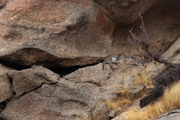 leopard on rocks