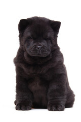 black chow-chow puppy