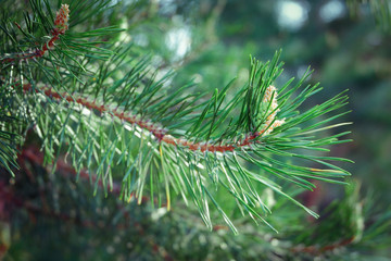Naklejka na ściany i meble Green coniferous branch. Pine close up background.