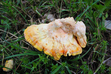 Laetiporus sulphureus mushroom common names are crab-of-the-woods, sulphur polypore, sulphur shelf, and chicken-of-the-woods, fungus, edible