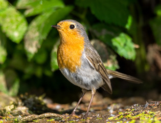  Robin