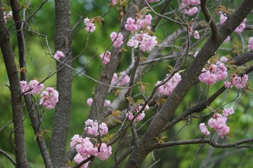 Kirschbaum mit rosa Bl&uuml;ten