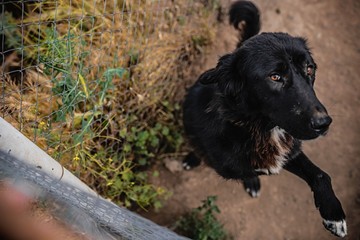 homeless dogs in cage. dogs are disabled