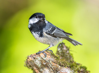 Black tit