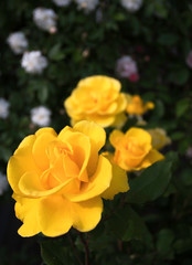 Yellow Rose