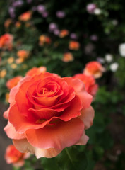 Orange Rose