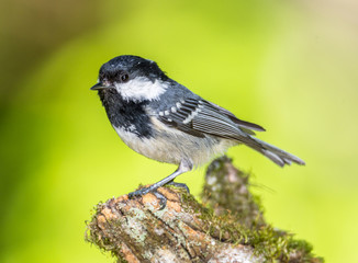 Black tit