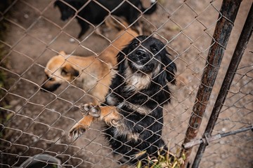 homeless dogs in cage. dogs are disabled