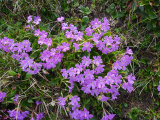 Obraz premium Primula spectabilis in bloom with dew