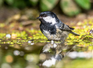 Fototapeta premium Black tit