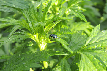 raindrops on the grass