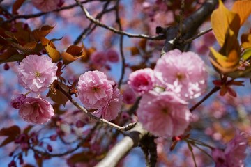 Obraz premium Kirschblüten im Sonnenlicht