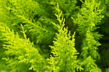 Green leaves close up outdoor.