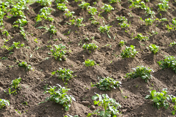 Beautiful view of countryside field with growing plants in farming.