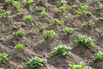Beautiful view of countryside field with growing plants in farming.