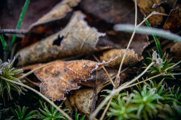 frost