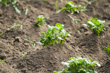 Beautiful view of countryside field with growing plants in farming.