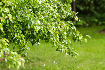 Obraz premium Beautiful park garden tree view of green tree.