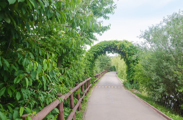 verdant arch on road in park
