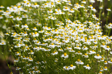 Beautiful countryside view of growing white flowers on a green field with grass.