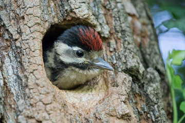 Great spotted woodpecker chick in the nest (Dendrocopos major)