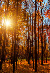 sunlight panoramic landscape september colorful autumn natural background multi-colored trees