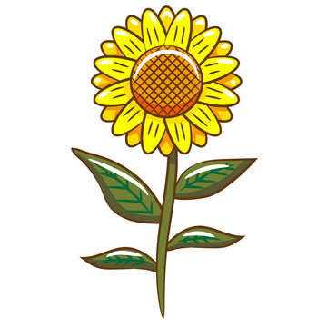 sunflower vector graphic design clipart