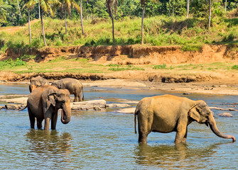 Fototapeta na wymiar Elephant herd in jungle river