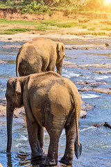 Elephants herd washing attraction river.