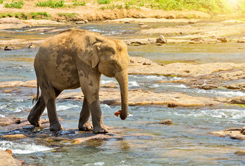 elephant in jungle river washing leisure outdoor.