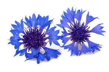 Blue Cornflower Herb isolated on white