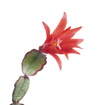 Easter cactus, Rhipsalidopsis gaertnerrii, with red flowers. Detail isolated on white.