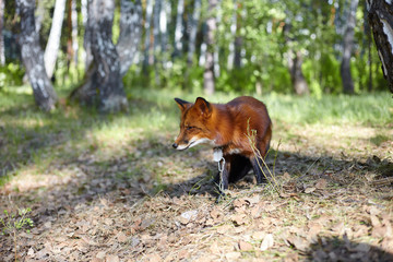 Red little fox in the forest.