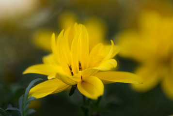 Goldmarie (Bidens ferulifolia) im Garten