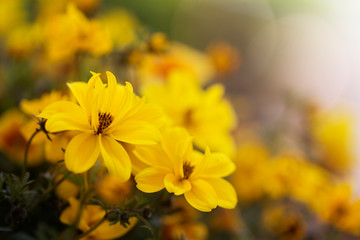 Goldmarie (Bidens ferulifolia) im Garten