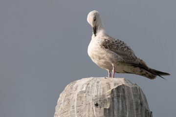 Seagull perched on granite rock, preening feathers.