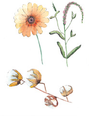 watercolor pattern flower field color