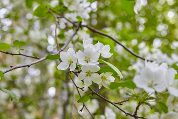 Branch of a blossoming apple tree.
