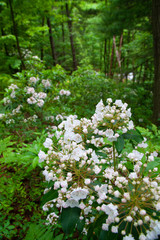 Pennsylvania Mountain Laurel In Bloom - State Flower Of PA