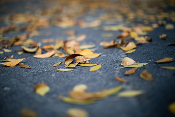 Autumn yellow leaf in Beijing China