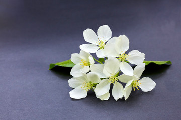 Branch of a blossoming apple tree on dark background. White flowers of apple trees on matte paper background.