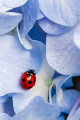 紫陽花とてんとう虫