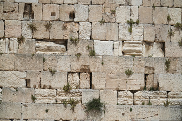 Close up view of the Western Wall with plants in Jerusalem, Israel