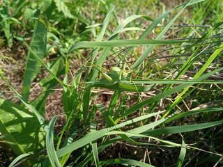 Isofia grasshopper on the stem of a plant