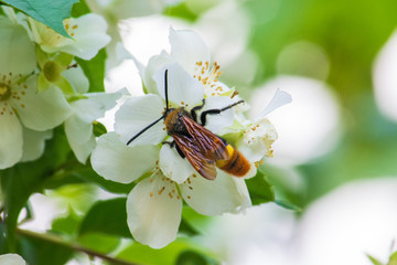 A large bee takes nectar from a jasmine flower. Beautiful picture.