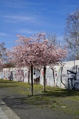 Kirschbäume in Blüte am Berliner Mauerweg (Bornholmer Strasse)