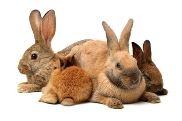 Obraz premium Baby of orange rabbit on white background