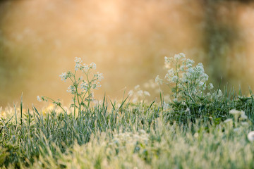Beautiful flower with white blossom in the grass back lit by golden morning sun light and fog in the background